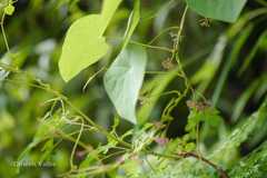 Stephania gracilenta